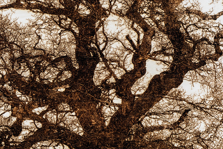 ‘Oak in Lydbury’ by Thomas Perceval, a limited-edition contemporary botanical artwork depicting a magnificent mature oak tree in Lydbury, Shropshire, near the Welsh border. Intricately etched and burnt into a natural birch wood panel, the artwork captures the tree’s powerful trunk, twisting branches and extraordinary network of fine, leafless twigs in rich dark brown against pale ivory wood grain. Presented in a natural lime wood surround frame, this large-scale landscape artwork celebrates the beauty and c