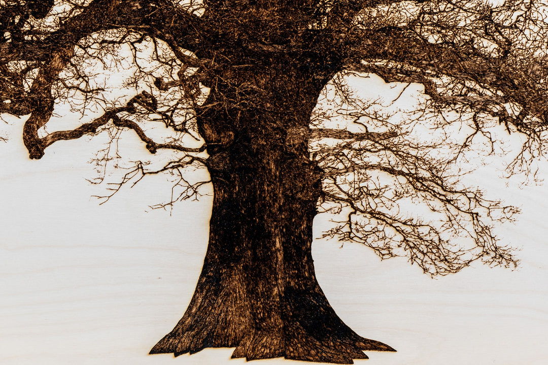 ‘Oak in Lydbury’ by Thomas Perceval, a limited-edition contemporary botanical artwork depicting a magnificent mature oak tree in Lydbury, Shropshire, near the Welsh border. Intricately etched and burnt into a natural birch wood panel, the artwork captures the tree’s powerful trunk, twisting branches and extraordinary network of fine, leafless twigs in rich dark brown against pale ivory wood grain. Presented in a natural lime wood surround frame, this large-scale landscape artwork celebrates the beauty and c