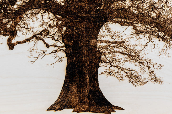 ‘Oak in Lydbury’ by Thomas Perceval, a limited-edition contemporary botanical artwork depicting a magnificent mature oak tree in Lydbury, Shropshire, near the Welsh border. Intricately etched and burnt into a natural birch wood panel, the artwork captures the tree’s powerful trunk, twisting branches and extraordinary network of fine, leafless twigs in rich dark brown against pale ivory wood grain. Presented in a natural lime wood surround frame, this large-scale landscape artwork celebrates the beauty and c
