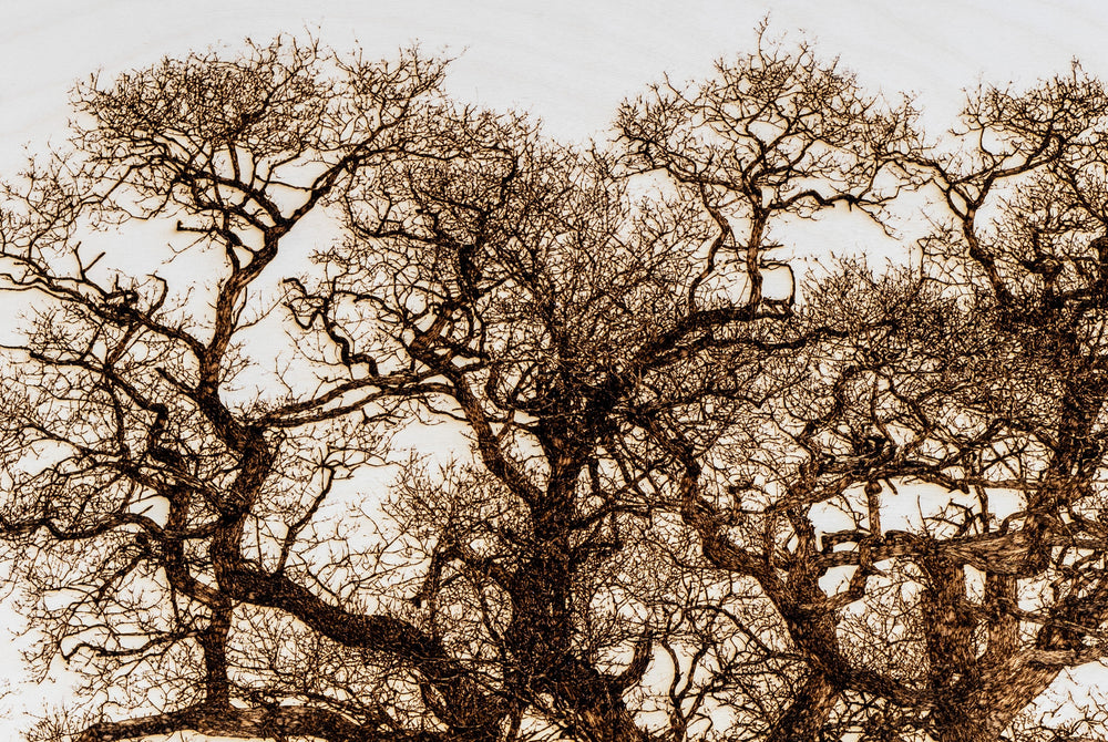 ‘Oak in Lydbury’ by Thomas Perceval, a limited-edition contemporary botanical artwork depicting a magnificent mature oak tree in Lydbury, Shropshire, near the Welsh border. Intricately etched and burnt into a natural birch wood panel, the artwork captures the tree’s powerful trunk, twisting branches and extraordinary network of fine, leafless twigs in rich dark brown against pale ivory wood grain. Presented in a natural lime wood surround frame, this large-scale landscape artwork celebrates the beauty and c