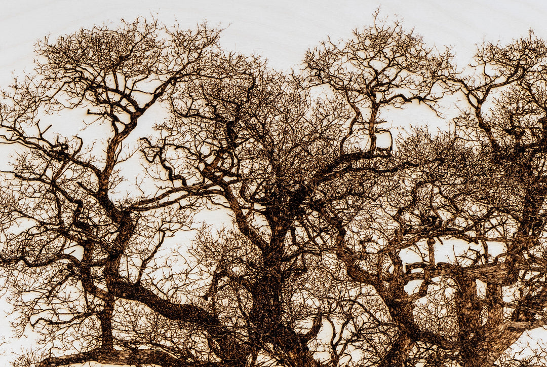 ‘Oak in Lydbury’ by Thomas Perceval, a limited-edition contemporary botanical artwork depicting a magnificent mature oak tree in Lydbury, Shropshire, near the Welsh border. Intricately etched and burnt into a natural birch wood panel, the artwork captures the tree’s powerful trunk, twisting branches and extraordinary network of fine, leafless twigs in rich dark brown against pale ivory wood grain. Presented in a natural lime wood surround frame, this large-scale landscape artwork celebrates the beauty and c