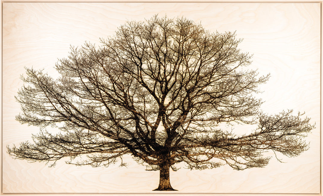 ‘Oak in Richmond Park’ by Thomas Perceval, a limited-edition botanical artwork depicting a magnificent mature oak tree near Isabella Plantation in Richmond Park, London. Intricately etched and burnt into a natural birch wood panel, the artwork captures the tree’s sturdy central trunk, sweeping horizontal branches and an extraordinary network of delicate, leafless twigs in rich dark brown and black against a pale cream wood grain. Presented in a natural lime wood surround frame, this large-scale landscape ar