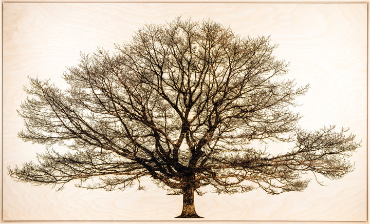 ‘Oak in Richmond Park’ by Thomas Perceval, a limited-edition botanical artwork depicting a magnificent mature oak tree near Isabella Plantation in Richmond Park, London. Intricately etched and burnt into a natural birch wood panel, the artwork captures the tree’s sturdy central trunk, sweeping horizontal branches and an extraordinary network of delicate, leafless twigs in rich dark brown and black against a pale cream wood grain. Presented in a natural lime wood surround frame, this large-scale landscape ar