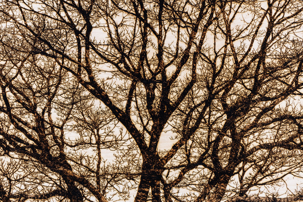 ‘Oak in Richmond Park’ by Thomas Perceval, a limited-edition botanical artwork depicting a magnificent mature oak tree near Isabella Plantation in Richmond Park, London. Intricately etched and burnt into a natural birch wood panel, the artwork captures the tree’s sturdy central trunk, sweeping horizontal branches and an extraordinary network of delicate, leafless twigs in rich dark brown and black against a pale cream wood grain. Presented in a natural lime wood surround frame, this large-scale landscape ar
