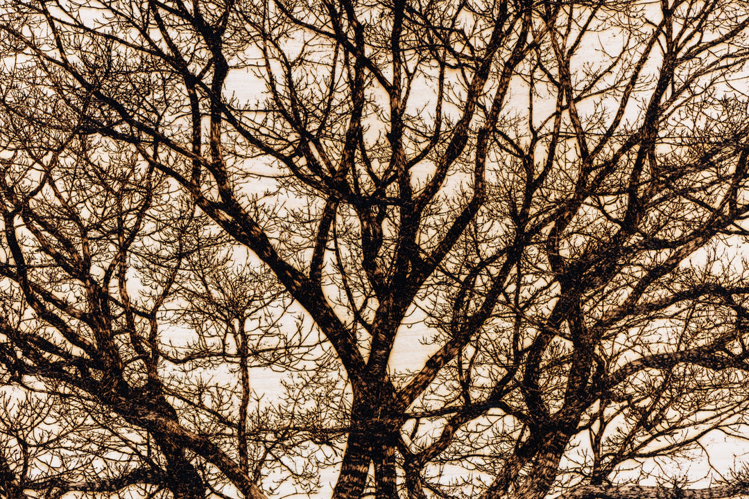 ‘Oak in Richmond Park’ by Thomas Perceval, a limited-edition botanical artwork depicting a magnificent mature oak tree near Isabella Plantation in Richmond Park, London. Intricately etched and burnt into a natural birch wood panel, the artwork captures the tree’s sturdy central trunk, sweeping horizontal branches and an extraordinary network of delicate, leafless twigs in rich dark brown and black against a pale cream wood grain. Presented in a natural lime wood surround frame, this large-scale landscape ar