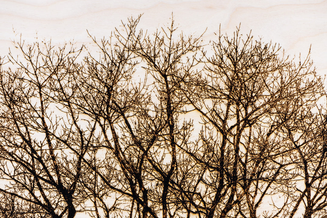 ‘Oak in Richmond Park’ by Thomas Perceval, a limited-edition botanical artwork depicting a magnificent mature oak tree near Isabella Plantation in Richmond Park, London. Intricately etched and burnt into a natural birch wood panel, the artwork captures the tree’s sturdy central trunk, sweeping horizontal branches and an extraordinary network of delicate, leafless twigs in rich dark brown and black against a pale cream wood grain. Presented in a natural lime wood surround frame, this large-scale landscape ar