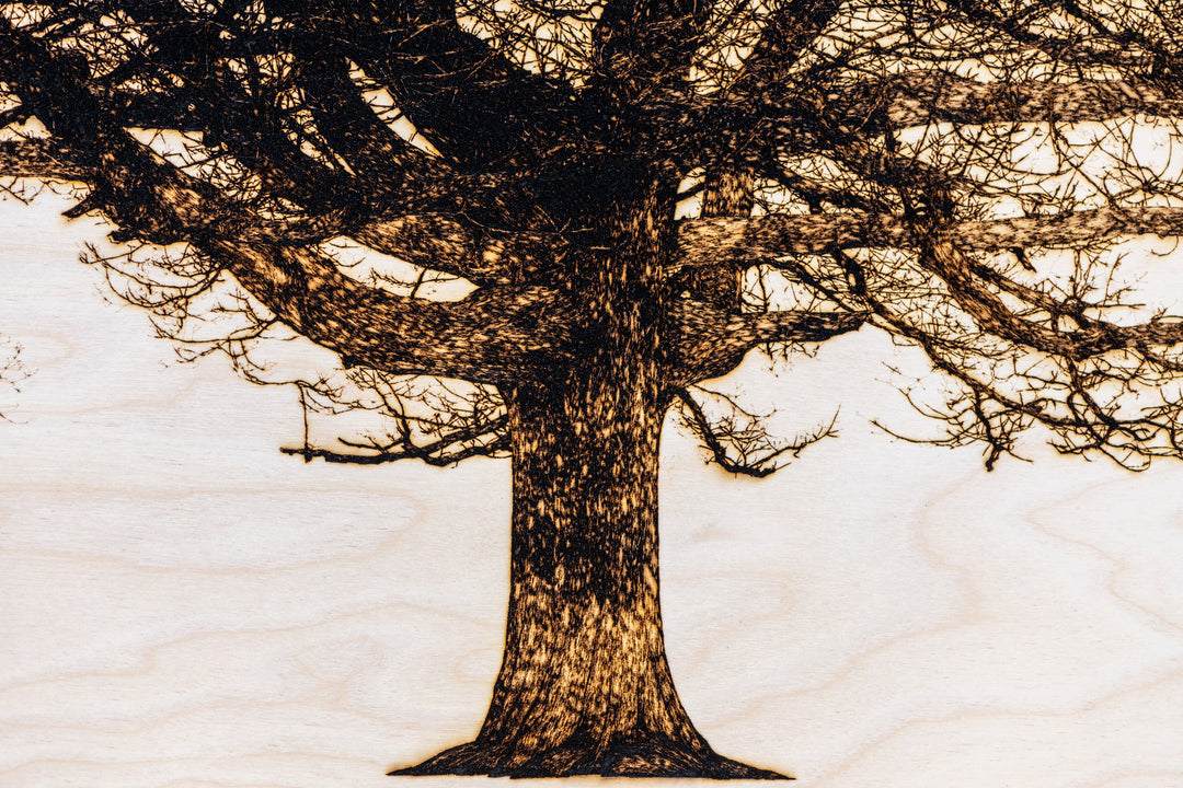 ‘Oak in Richmond Park’ by Thomas Perceval, a limited-edition botanical artwork depicting a magnificent mature oak tree near Isabella Plantation in Richmond Park, London. Intricately etched and burnt into a natural birch wood panel, the artwork captures the tree’s sturdy central trunk, sweeping horizontal branches and an extraordinary network of delicate, leafless twigs in rich dark brown and black against a pale cream wood grain. Presented in a natural lime wood surround frame, this large-scale landscape ar