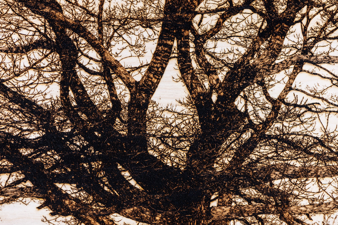 ‘Oak in Richmond Park’ by Thomas Perceval, a limited-edition botanical artwork depicting a magnificent mature oak tree near Isabella Plantation in Richmond Park, London. Intricately etched and burnt into a natural birch wood panel, the artwork captures the tree’s sturdy central trunk, sweeping horizontal branches and an extraordinary network of delicate, leafless twigs in rich dark brown and black against a pale cream wood grain. Presented in a natural lime wood surround frame, this large-scale landscape ar