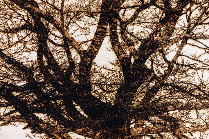 ‘Oak in Richmond Park’ by Thomas Perceval, a limited-edition botanical artwork depicting a magnificent mature oak tree near Isabella Plantation in Richmond Park, London. Intricately etched and burnt into a natural birch wood panel, the artwork captures the tree’s sturdy central trunk, sweeping horizontal branches and an extraordinary network of delicate, leafless twigs in rich dark brown and black against a pale cream wood grain. Presented in a natural lime wood surround frame, this large-scale landscape ar