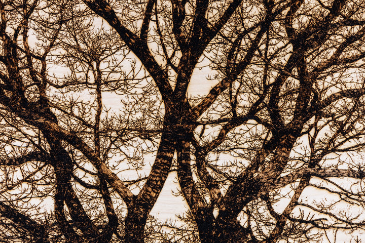 ‘Oak in Richmond Park’ by Thomas Perceval, a limited-edition botanical artwork depicting a magnificent mature oak tree near Isabella Plantation in Richmond Park, London. Intricately etched and burnt into a natural birch wood panel, the artwork captures the tree’s sturdy central trunk, sweeping horizontal branches and an extraordinary network of delicate, leafless twigs in rich dark brown and black against a pale cream wood grain. Presented in a natural lime wood surround frame, this large-scale landscape ar