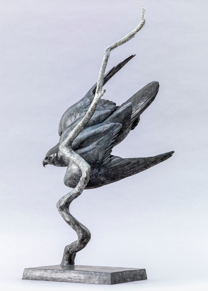 Nick Bibby bronze sculpture of a life-size peregrine falcon captured in a dramatic diving stoop, its swept wings and slate-grey patina emphasising speed, precision and sculptural elegance in a striking, aerodynamic form.