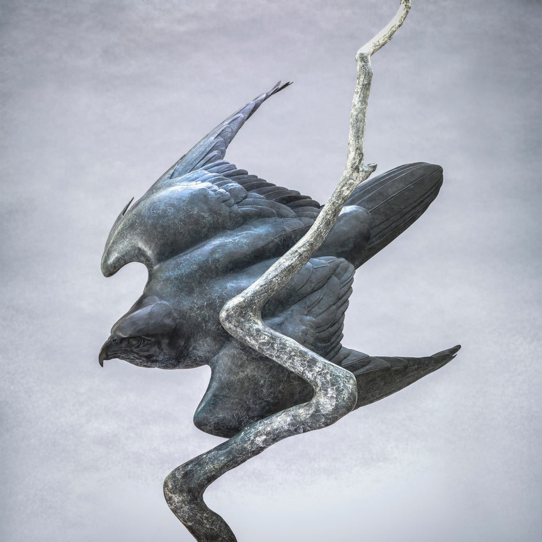 Nick Bibby bronze sculpture of a life-size peregrine falcon captured in a dramatic diving stoop, its swept wings and slate-grey patina emphasising speed, precision and sculptural elegance in a striking, aerodynamic form.