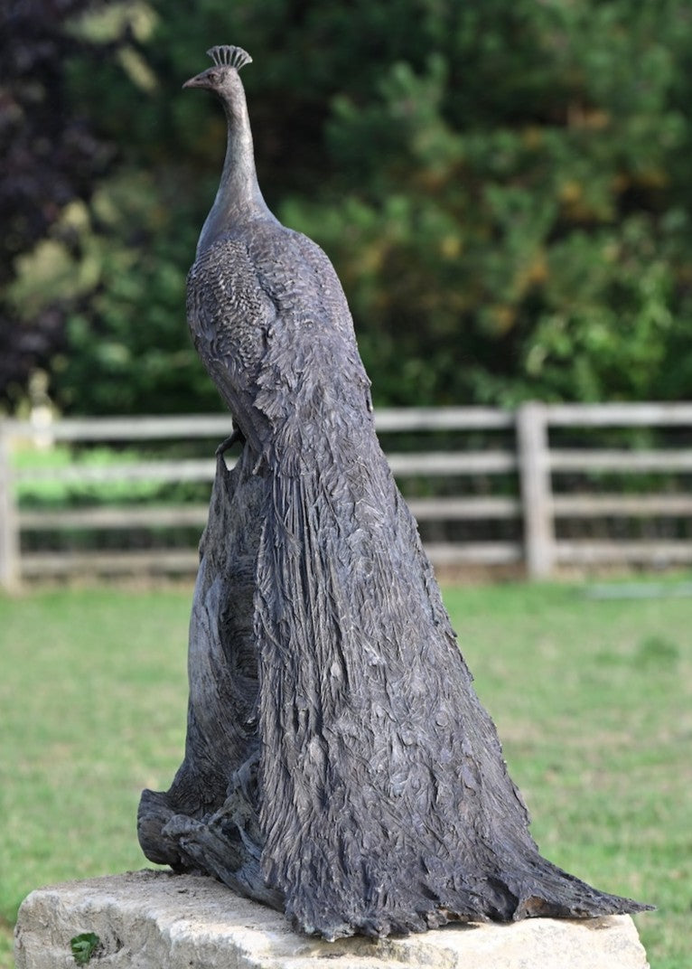 ‘Peacock Life Size’ by Hamish Mackie, a life-size limited-edition bronze bird sculpture depicting a majestic peacock standing upright on an ancient, weathered tree root. The sculpture features an elegant neck, finely textured plumage and an exceptionally long, folded tail cascading towards the ground. Finished in dark, natural bronze with intricate feather detailing, this contemporary wildlife sculpture captures the distinctive form and presence of a peacock.