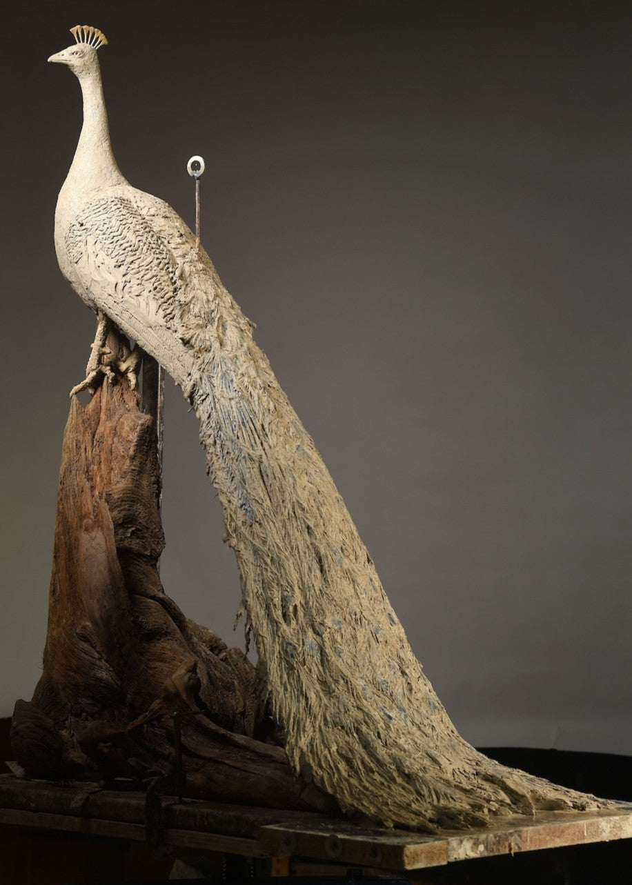 ‘Peacock Life Size’ by Hamish Mackie, a life-size limited-edition bronze bird sculpture depicting a majestic peacock standing upright on an ancient, weathered tree root. The sculpture features an elegant neck, finely textured plumage and an exceptionally long, folded tail cascading towards the ground. Finished in dark, natural bronze with intricate feather detailing, this contemporary wildlife sculpture captures the distinctive form and presence of a peacock.