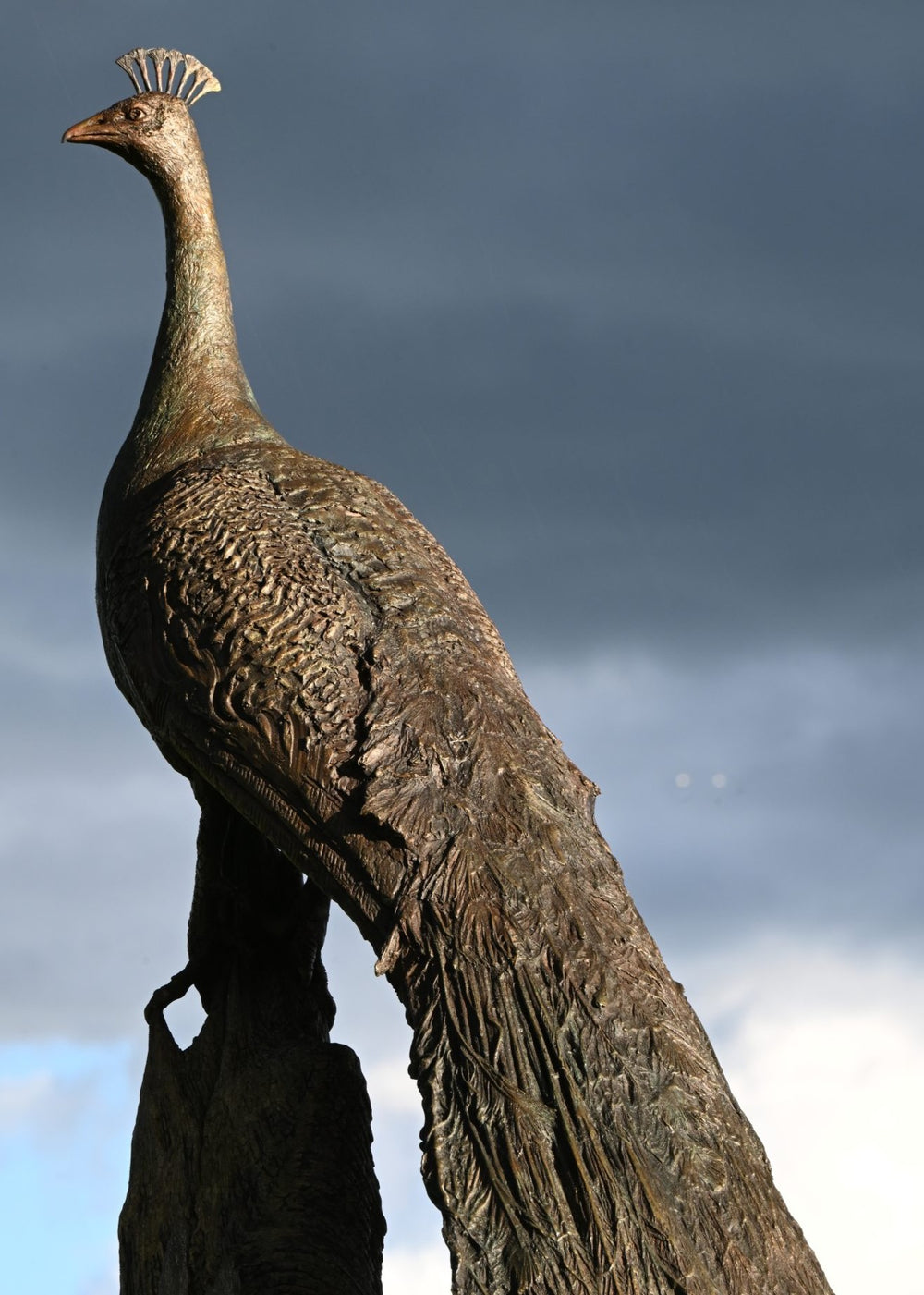 ‘Peacock Life Size’ by Hamish Mackie, a life-size limited-edition bronze bird sculpture depicting a majestic peacock standing upright on an ancient, weathered tree root. The sculpture features an elegant neck, finely textured plumage and an exceptionally long, folded tail cascading towards the ground. Finished in dark, natural bronze with intricate feather detailing, this contemporary wildlife sculpture captures the distinctive form and presence of a peacock.