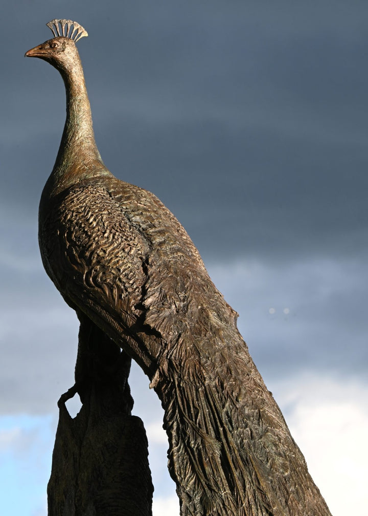 ‘Peacock Life Size’ by Hamish Mackie, a life-size limited-edition bronze bird sculpture depicting a majestic peacock standing upright on an ancient, weathered tree root. The sculpture features an elegant neck, finely textured plumage and an exceptionally long, folded tail cascading towards the ground. Finished in dark, natural bronze with intricate feather detailing, this contemporary wildlife sculpture captures the distinctive form and presence of a peacock.