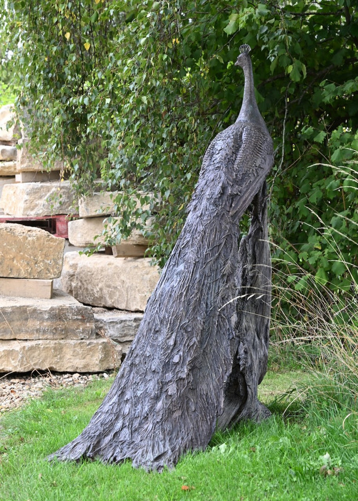 ‘Peacock Life Size’ by Hamish Mackie, a life-size limited-edition bronze bird sculpture depicting a majestic peacock standing upright on an ancient, weathered tree root. The sculpture features an elegant neck, finely textured plumage and an exceptionally long, folded tail cascading towards the ground. Finished in dark, natural bronze with intricate feather detailing, this contemporary wildlife sculpture captures the distinctive form and presence of a peacock.