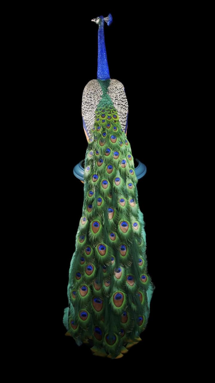 Arrogant Beauty by Jamie Lord – a life-size peacock sculpture meticulously crafted from hand-cut, hand-painted 260gsm pastel paper feathers. The peacock stands proudly atop stacked vintage books, its vivid green and blue plumage cascading nearly to the floor. Designed to symbolise pride, intelligence, and transformation, the sculpture features lifelike detail and rich texture, standing 1.75 metres tall and presented against a black backdrop.
