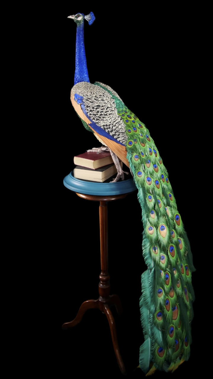 Arrogant Beauty by Jamie Lord – a life-size peacock sculpture meticulously crafted from hand-cut, hand-painted 260gsm pastel paper feathers. The peacock stands proudly atop stacked vintage books, its vivid green and blue plumage cascading nearly to the floor. Designed to symbolise pride, intelligence, and transformation, the sculpture features lifelike detail and rich texture, standing 1.75 metres tall and presented against a black backdrop.