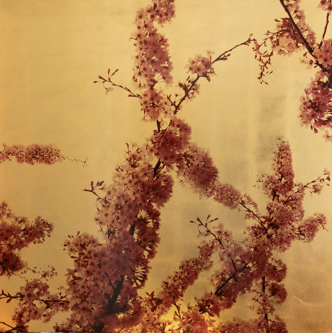 Robert Pereira Hind’s Prunus Sakura II — an elegant mixed media depiction of soft pink cherry blossom branches set against a glowing gold-leaf background. The delicate petals, captured with photographic pigment and acrylic paint, appear almost translucent in the light, while the gilded wooden panel adds depth and warmth. Finished with shellac and art glazes, the surface will naturally develop a subtle patina over time, enhancing the work’s atmosphere and character.