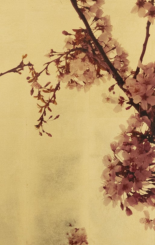 Robert Pereira Hind’s Prunus Sakura II — an elegant mixed media depiction of soft pink cherry blossom branches set against a glowing gold-leaf background. The delicate petals, captured with photographic pigment and acrylic paint, appear almost translucent in the light, while the gilded wooden panel adds depth and warmth. Finished with shellac and art glazes, the surface will naturally develop a subtle patina over time, enhancing the work’s atmosphere and character.
