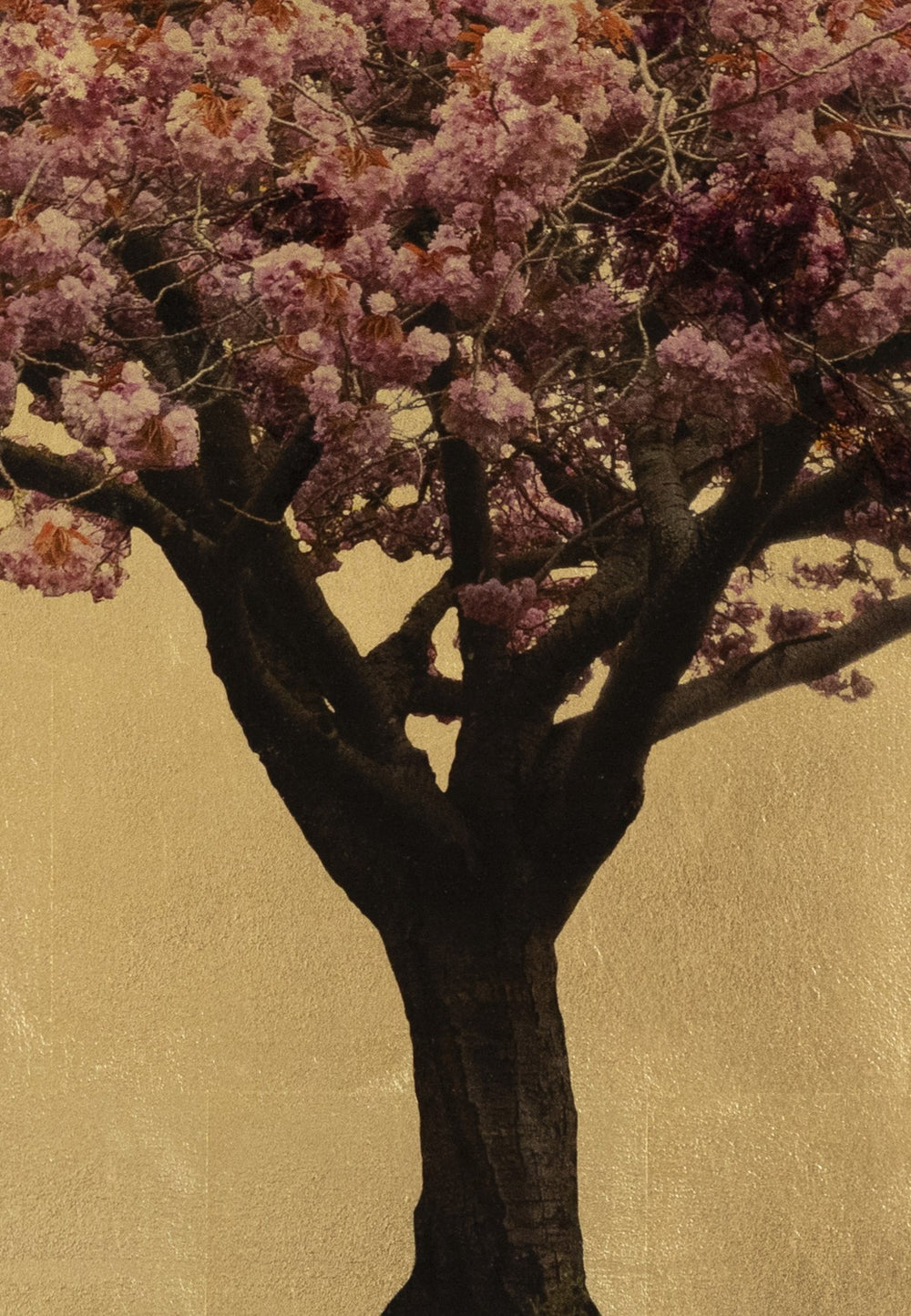 Robert Pereira Hind’s Prunus Serrulata XVI — a solitary Japanese cherry blossom tree in peak bloom, its branches adorned with dense clusters of pink, lilac, and soft magenta flowers, set against a radiant gold-leaf background. Created with acrylic paint and organic photographic pigment on gilded wooden panel, finished with shellac and art glazes that will develop a warm patina over time.