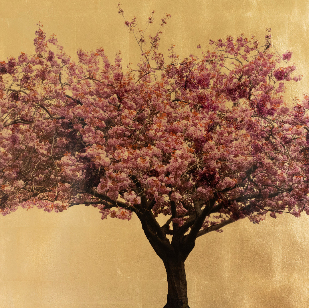 Robert Pereira Hind’s Prunus Serrulata XVI — a solitary Japanese cherry blossom tree in peak bloom, its branches adorned with dense clusters of pink, lilac, and soft magenta flowers, set against a radiant gold-leaf background. Created with acrylic paint and organic photographic pigment on gilded wooden panel, finished with shellac and art glazes that will develop a warm patina over time.