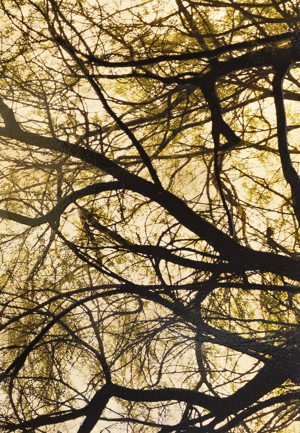 Robert Pereira Hind’s Salix Babylonica — an intricate view of weeping willow branches in silhouette, their fine green leaves trailing against a luminous gold-leaf background. A lone bird in mid-flight drifts across the composition, adding movement to the stillness. Created with acrylic paint and organic photographic pigment on gilded wooden panel, finished with shellac and art glazes that will develop a soft patina over time.