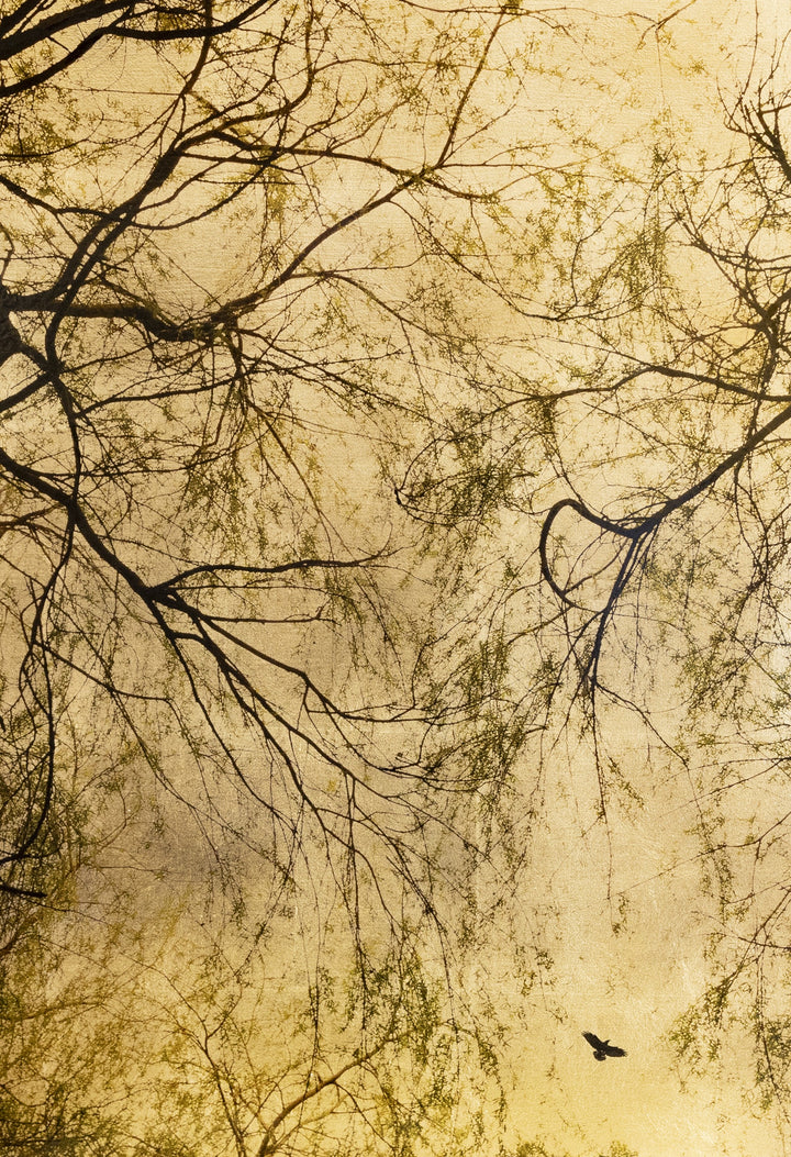 Robert Pereira Hind’s Salix Babylonica — an intricate view of weeping willow branches in silhouette, their fine green leaves trailing against a luminous gold-leaf background. A lone bird in mid-flight drifts across the composition, adding movement to the stillness. Created with acrylic paint and organic photographic pigment on gilded wooden panel, finished with shellac and art glazes that will develop a soft patina over time.