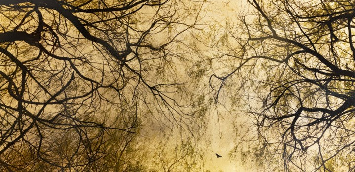 Robert Pereira Hind’s Salix Babylonica — an intricate view of weeping willow branches in silhouette, their fine green leaves trailing against a luminous gold-leaf background. A lone bird in mid-flight drifts across the composition, adding movement to the stillness. Created with acrylic paint and organic photographic pigment on gilded wooden panel, finished with shellac and art glazes that will develop a soft patina over time.