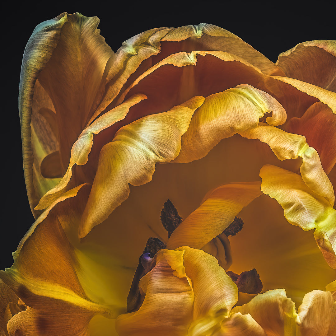 Golden yellow and amber tulip in full bloom, captured in vivid macro detail using lenticular 3D technology, appearing almost sculptural against a stark black background.