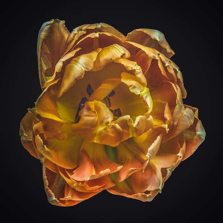 Golden yellow and amber tulip in full bloom, captured in vivid macro detail using lenticular 3D technology, appearing almost sculptural against a stark black background.