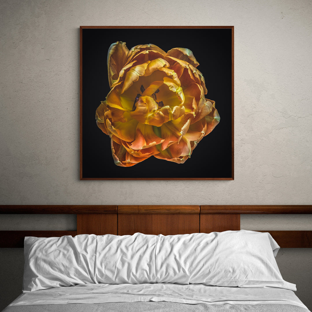 GOLDEN TULIP 'Lenticular 3D Edition' (Limited Edition x 10)
