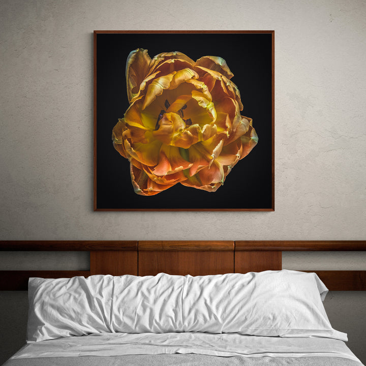 GOLDEN TULIP 'Lenticular 3D Edition' (Limited Edition x 10)