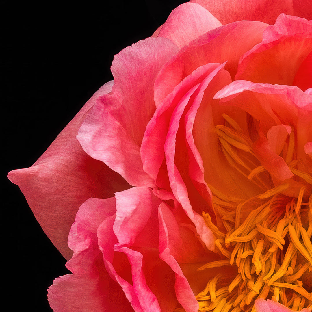 Striking close-up of a richly detailed peony flower in full bloom, with layered coral-pink petals and vivid golden yellow stamens, dramatically lit against a pure black background to enhance its sculptural form and depth.