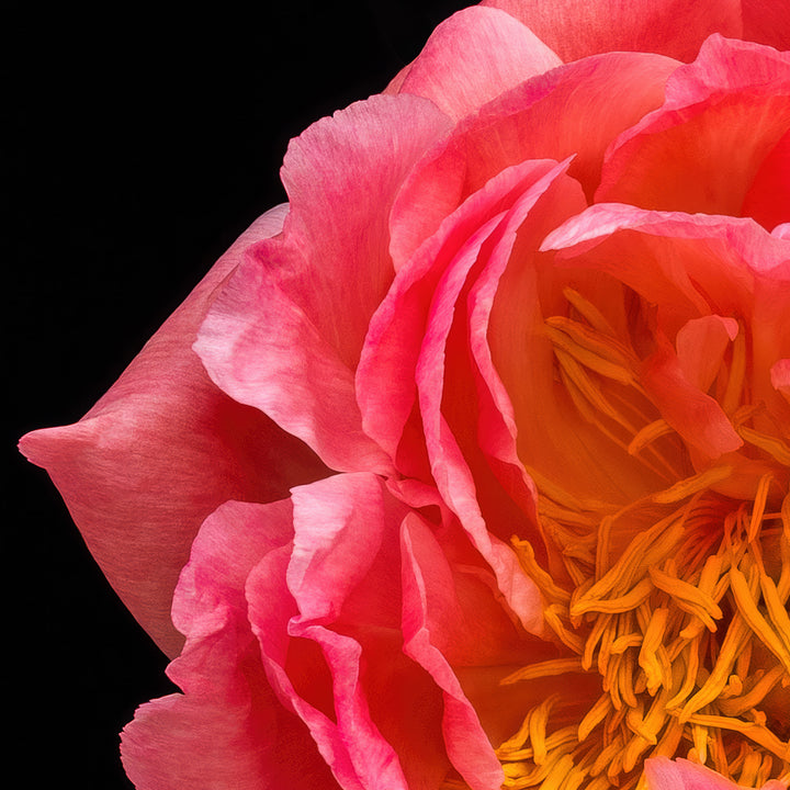 Striking close-up of a richly detailed peony flower in full bloom, with layered coral-pink petals and vivid golden yellow stamens, dramatically lit against a pure black background to enhance its sculptural form and depth.