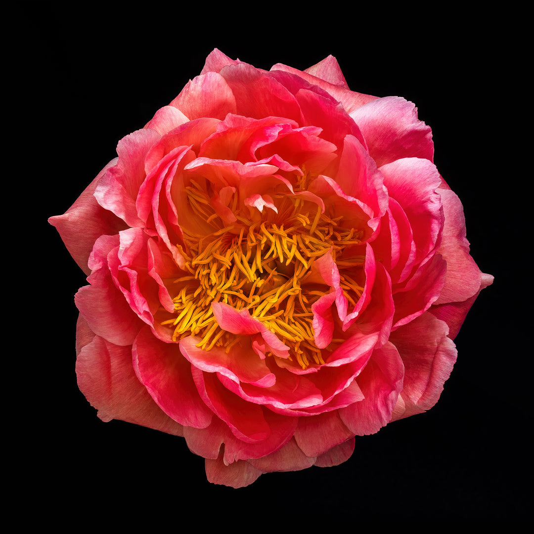Striking close-up of a richly detailed peony flower in full bloom, with layered coral-pink petals and vivid golden yellow stamens, dramatically lit against a pure black background to enhance its sculptural form and depth.