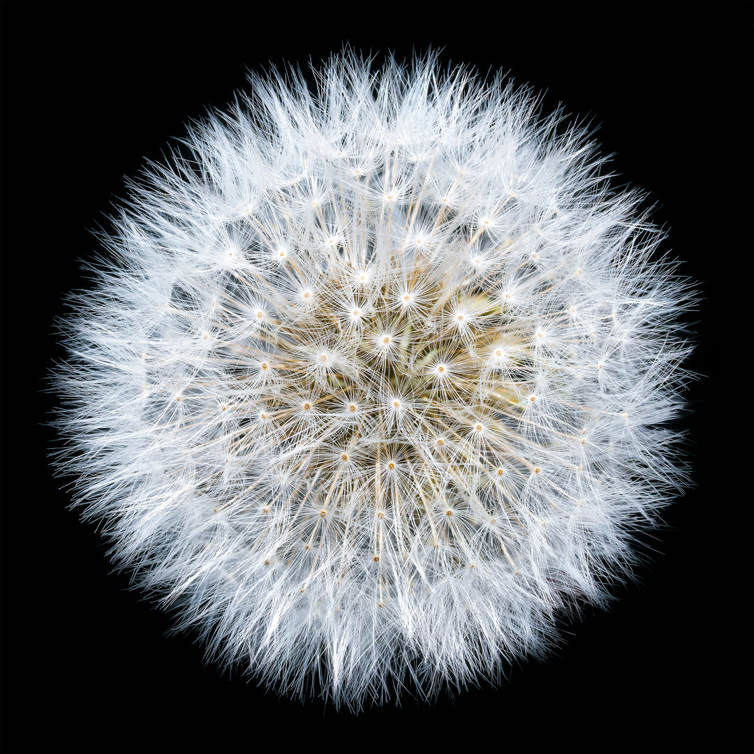Close-up photograph of a fully formed dandelion seed head, radiating soft white filaments in a perfect spherical formation against a deep black background.