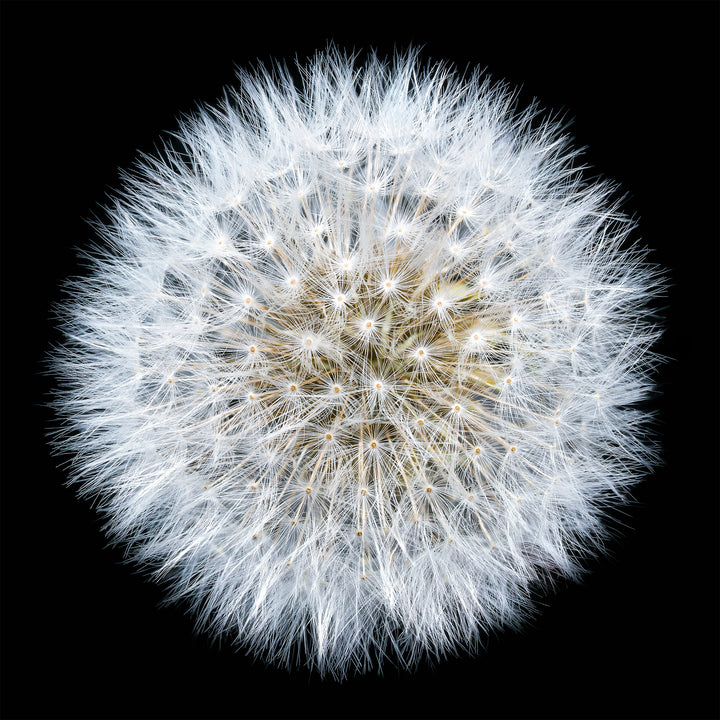 Close-up photograph of a fully formed dandelion seed head, radiating soft white filaments in a perfect spherical formation against a deep black background.