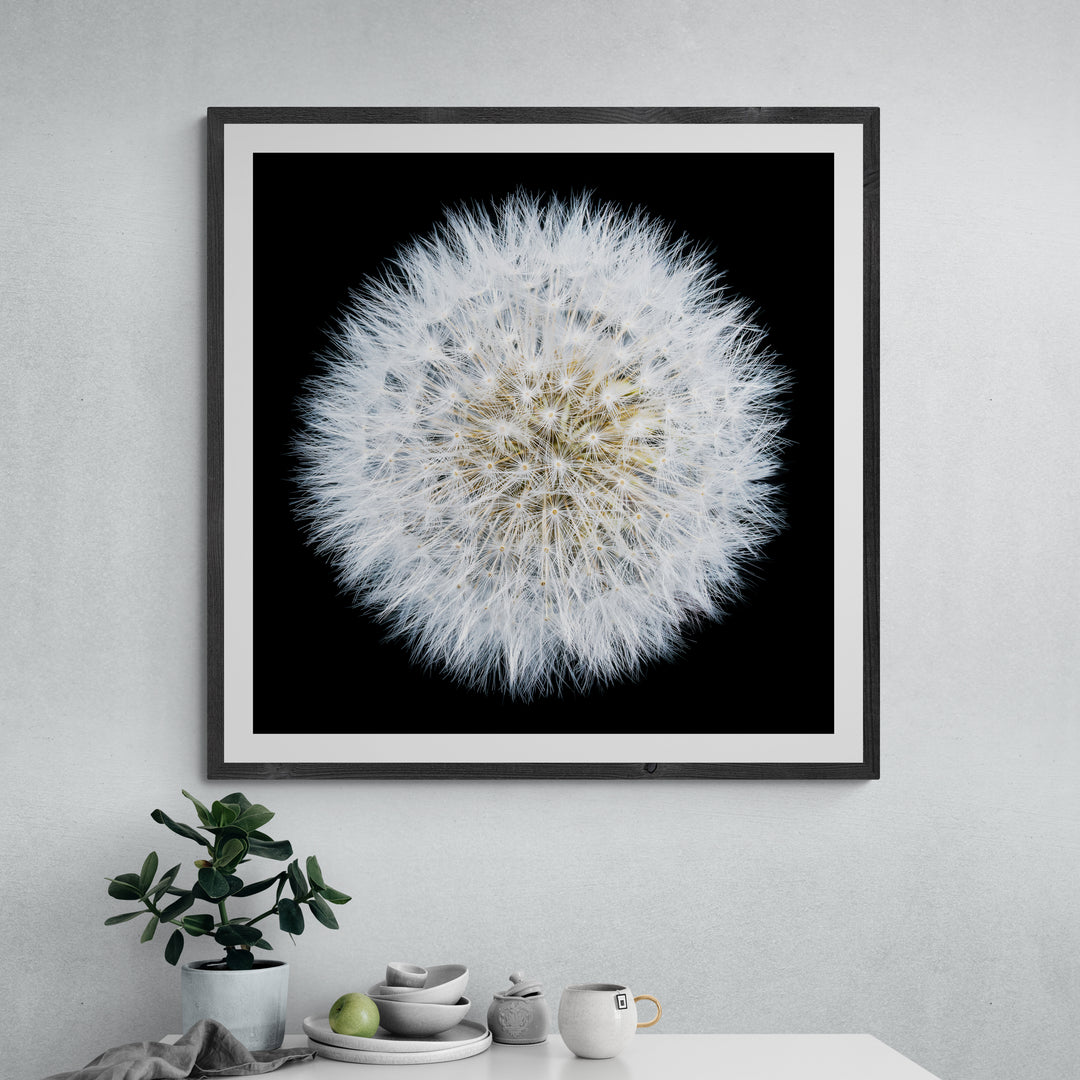 Close-up photograph of a fully formed dandelion seed head, radiating soft white filaments in a perfect spherical formation against a deep black background.
