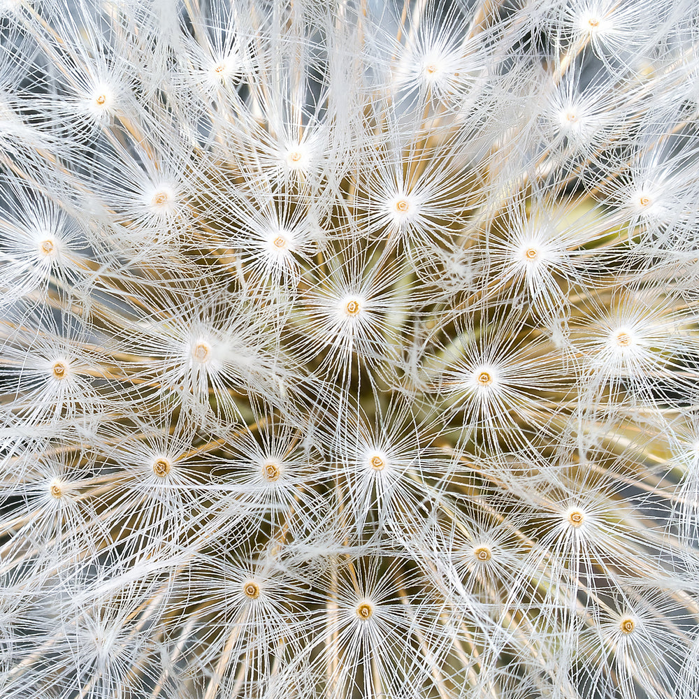 Close-up photograph of a fully formed dandelion seed head, radiating soft white filaments in a perfect spherical formation against a deep black background.