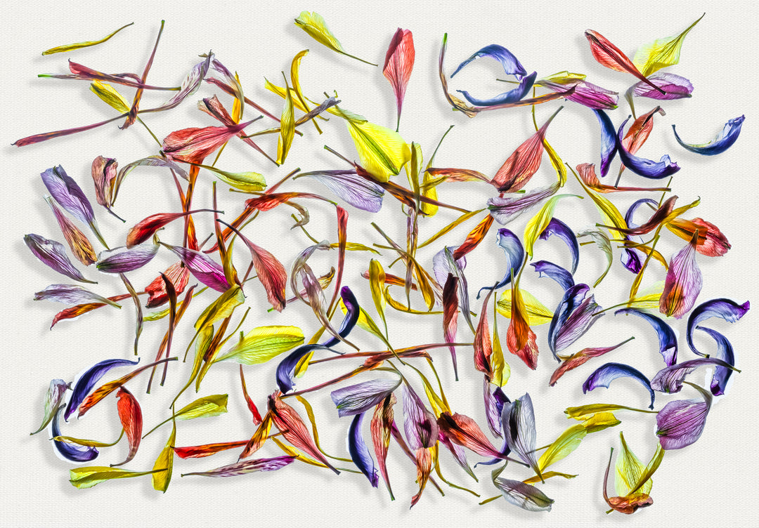 A vibrant composition of multicoloured flower petals arranged on a white canvas backdrop. The translucent petals display a variety of hues and textures, scattered in an expressive and organic pattern, showcasing tones of red, yellow, blue, purple, and orange against the stark, clean background.