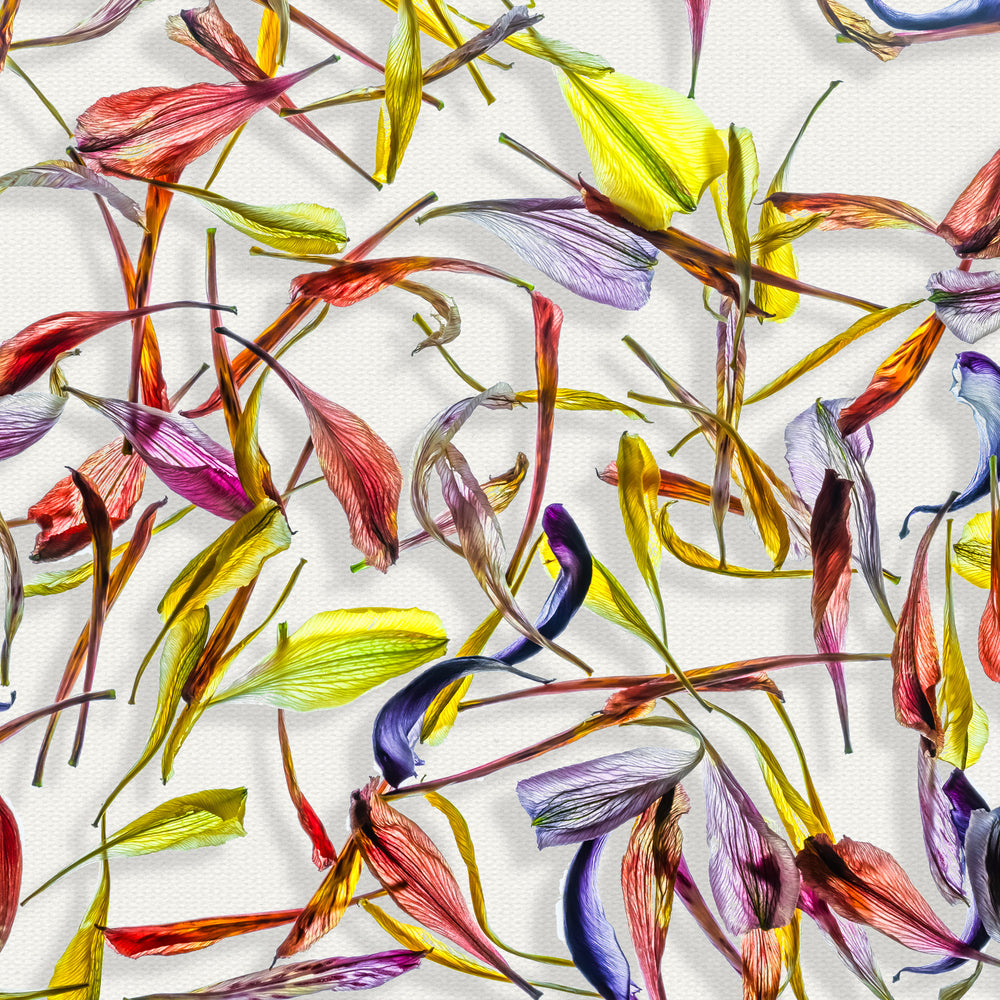 A vibrant composition of multicoloured flower petals arranged on a white canvas backdrop. The translucent petals display a variety of hues and textures, scattered in an expressive and organic pattern, showcasing tones of red, yellow, blue, purple, and orange against the stark, clean background.