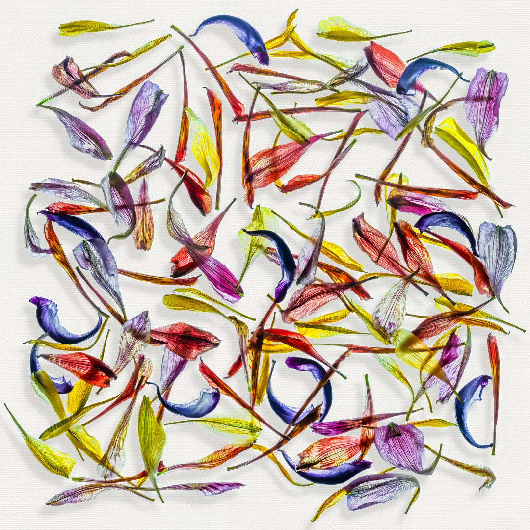 A meticulously arranged composition of vivid, translucent flower petals scattered across a clean white canvas. The petals display a rich palette of colours—reds, purples, blues, yellows, and greens—highlighting their fine textures and natural curves in a dynamic, layered pattern.