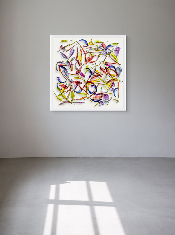 A meticulously arranged composition of vivid, translucent flower petals scattered across a clean white canvas. The petals display a rich palette of colours—reds, purples, blues, yellows, and greens—highlighting their fine textures and natural curves in a dynamic, layered pattern.