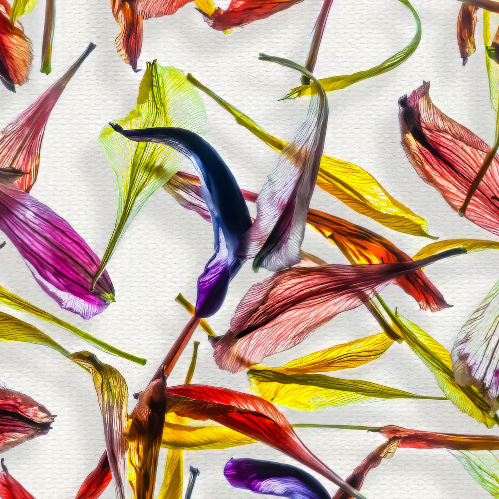 A meticulously arranged composition of vivid, translucent flower petals scattered across a clean white canvas. The petals display a rich palette of colours—reds, purples, blues, yellows, and greens—highlighting their fine textures and natural curves in a dynamic, layered pattern.
