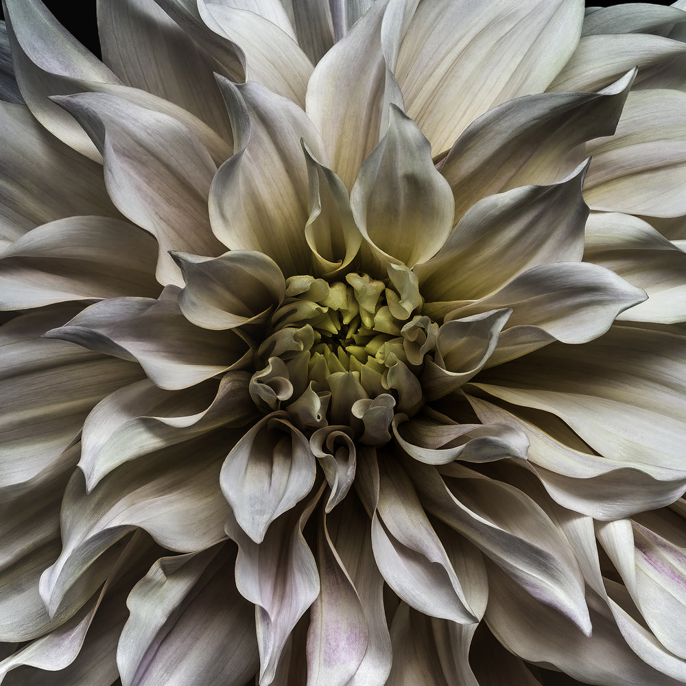 A meticulously detailed close-up of a pale blush-pink dahlia in full bloom, captured against a deep black background. The petals radiate outward in soft waves, with subtle gradients of ivory, rose, lilac, and hints of cool green and buttery yellow at the centre. The image creates a powerful sense of depth and motion through lenticular 3D presentation, making the flower appear almost sculptural and floating in space.