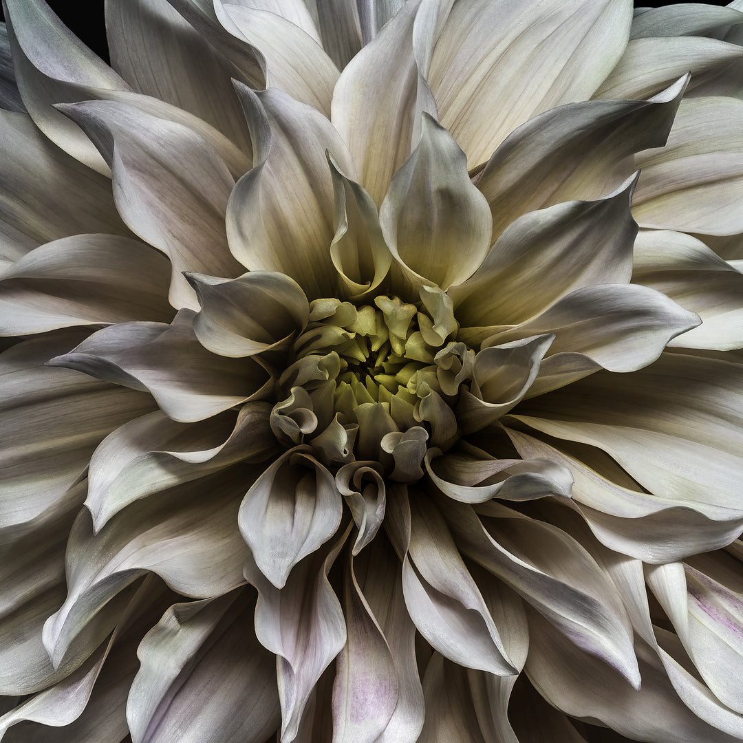 A meticulously detailed close-up of a pale blush-pink dahlia in full bloom, captured against a deep black background. The petals radiate outward in soft waves, with subtle gradients of ivory, rose, lilac, and hints of cool green and buttery yellow at the centre. The image creates a powerful sense of depth and motion through lenticular 3D presentation, making the flower appear almost sculptural and floating in space.