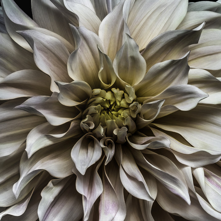 A meticulously detailed close-up of a pale blush-pink dahlia in full bloom, captured against a deep black background. The petals radiate outward in soft waves, with subtle gradients of ivory, rose, lilac, and hints of cool green and buttery yellow at the centre. The image creates a powerful sense of depth and motion through lenticular 3D presentation, making the flower appear almost sculptural and floating in space.