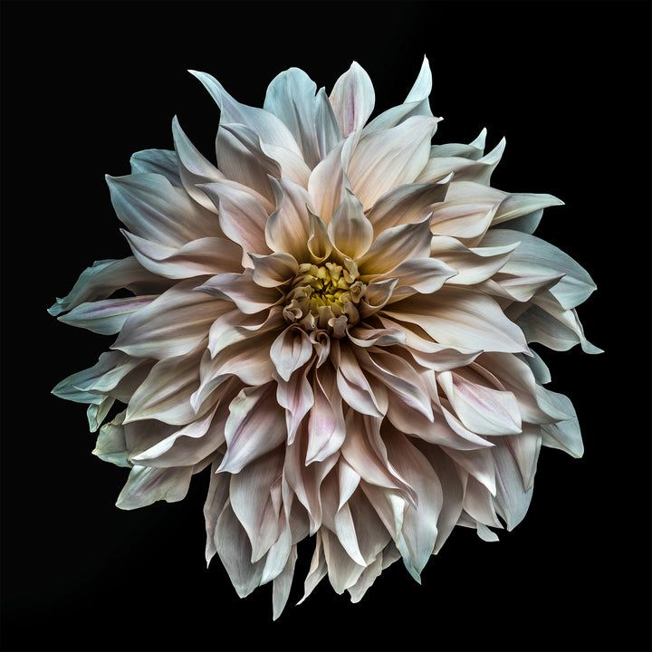 A meticulously detailed close-up of a pale blush-pink dahlia in full bloom, captured against a deep black background. The petals radiate outward in soft waves, with subtle gradients of ivory, rose, lilac, and hints of cool green and buttery yellow at the centre. The image creates a powerful sense of depth and motion through lenticular 3D presentation, making the flower appear almost sculptural and floating in space.